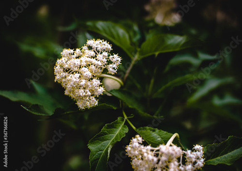 white flower on a black background