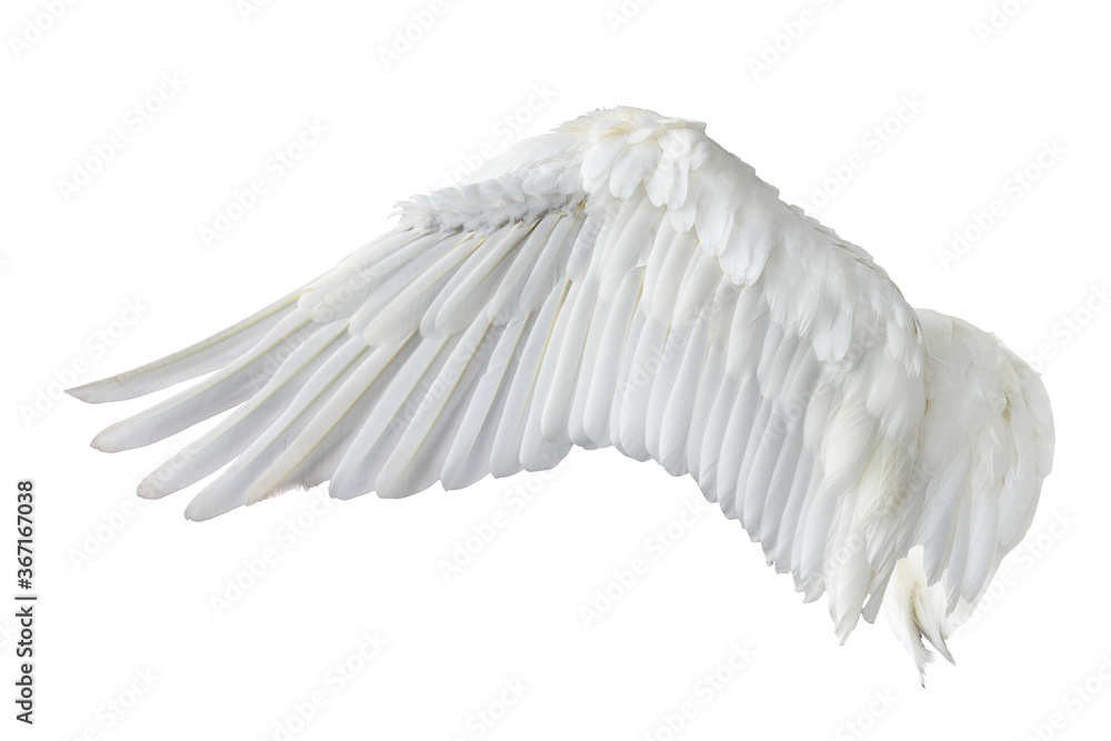 Naklejka premium Angel wings isolated on gray background. This has clipping path.