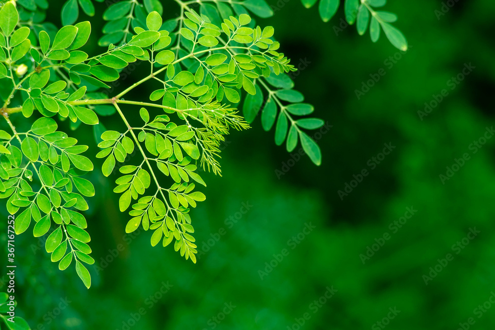 Fresh Moringa leaves background
