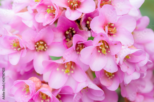 Pink bergenia cordifolia flowers closeup