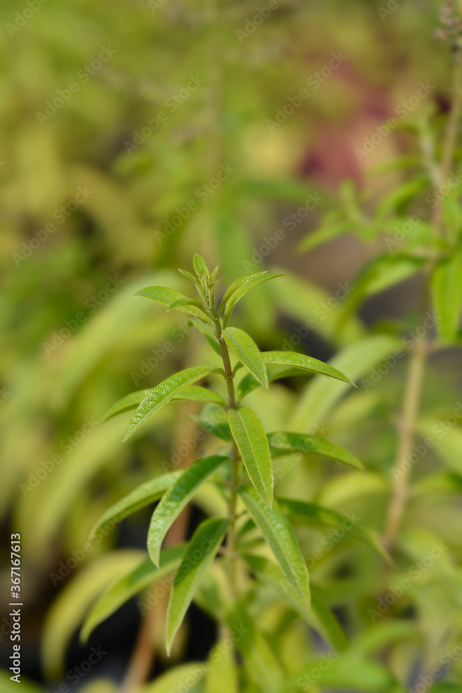 Lemon verbena Lemon verbena