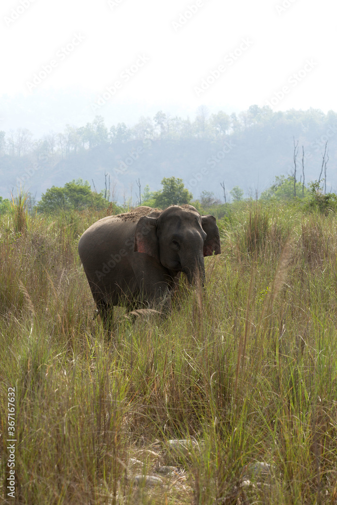 Obraz premium Asiatic elephant grazing , Jim Corbett National Park