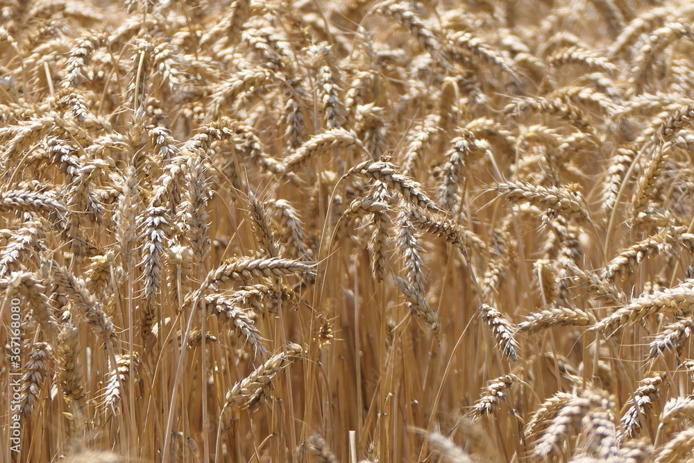 Fototapeta premium Roggenfeld
