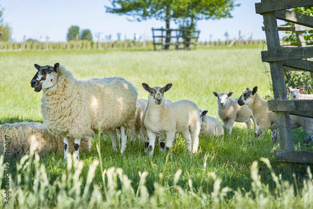 Obraz premium Sheep (ewe) and lambs in field, UK