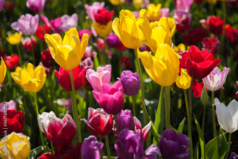 Close up of colorful tulip fields near Woodburn, Oregon. Close up of colorful tulip fields near Woodburn, Oregon.