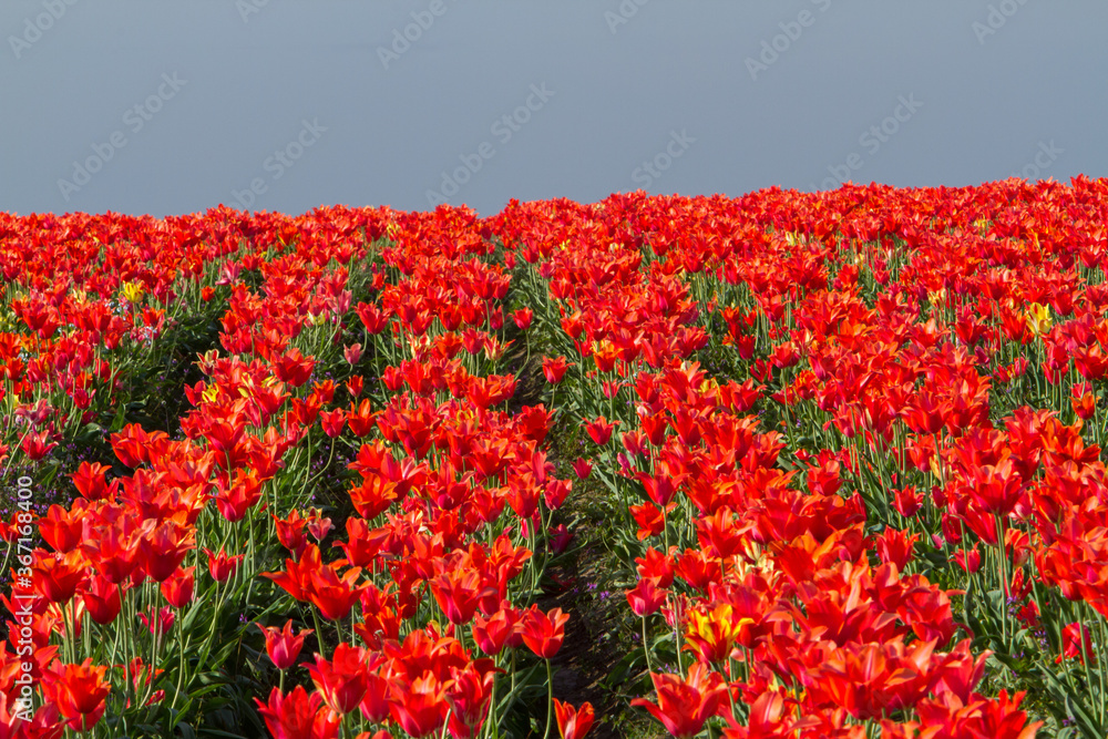 Colorful tulip fields near Woodburn, Oregon.