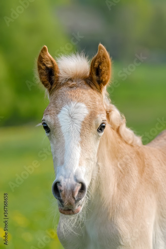  Cute Haflinger horse foal in a meadow, frontal head portrait with a white blaze marking