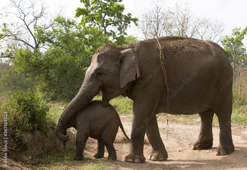 Fototapeta premium Mother elephant gurading her calf at Jim Corbett Wildlife National park