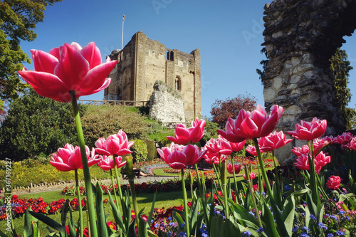 Colourful spring tulips around Guildford Castle, Surrey, on a sunny day photo