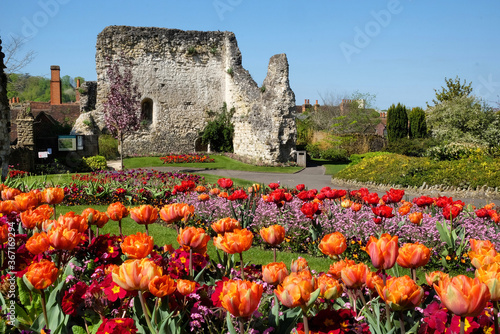 Colourful spring tulips around Guildford Castle, Surrey, on a sunny day photo