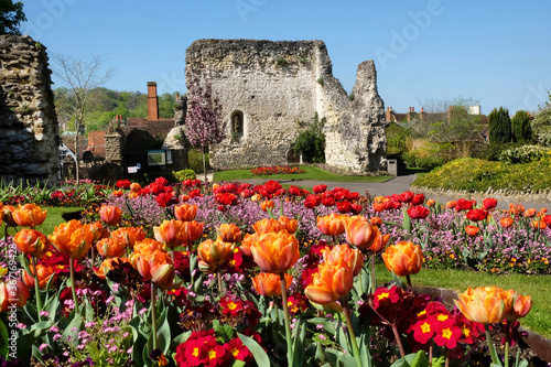 Colourful spring tulips around Guildford Castle, Surrey, on a sunny day photo