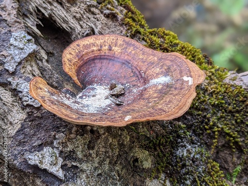 mushrooms on tree