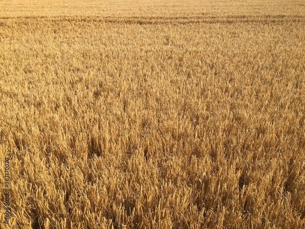 Fototapeta premium Wheat field before harvest