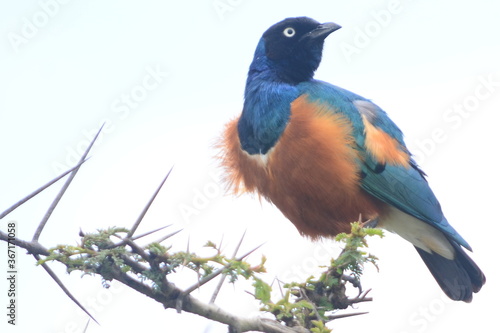 Bright Blue Bird with Worm