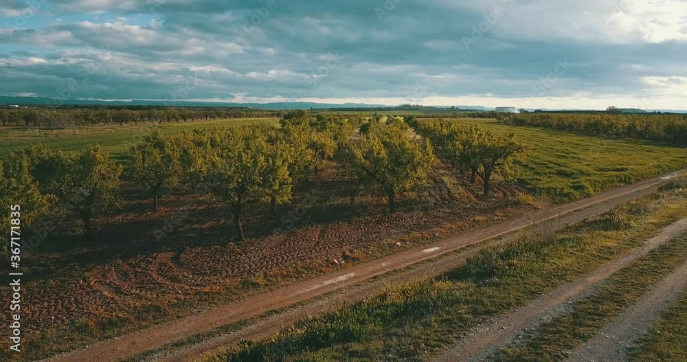 Vista aérea de olivos. Drone 4k Vista aérea de olivos. Drone 4k