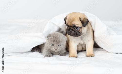 Kitten and puppy under the white blanket at home on the bed © Ermolaeva Olga