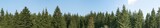 Panorama of green coniferous forest. Blue sky with a small cloud.