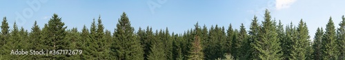 Panorama of green coniferous forest. Blue sky with a small cloud.