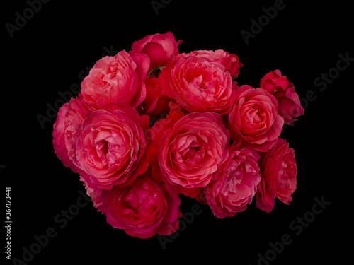 Scarlet rose flowers arrangement isolated on black background