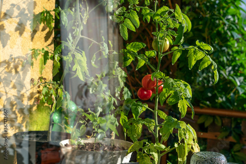 Ecological and natural ripe Uhlan tomato hanging on the branch. Home cultivation of vegetables photo