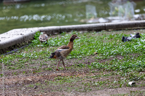 Young egyptian goose walking on the grass in  park © rninov