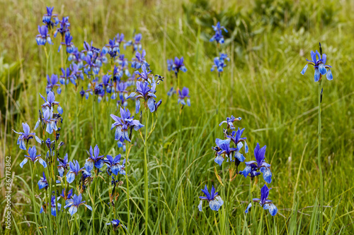 Growing in natural site blue Siberian iris (Iris sibirica) flowering plant. Bagno Bubnow swamp in Poland, Europe.