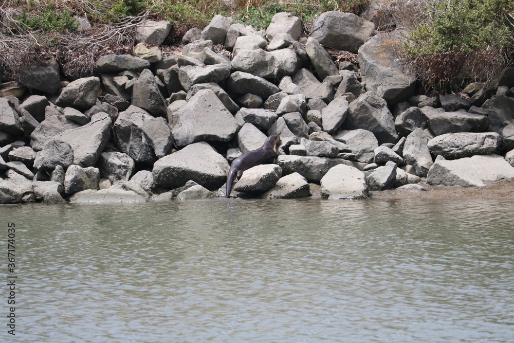 Obraz premium River Otter Caught Fish