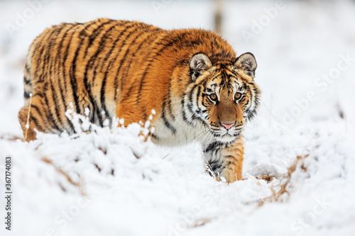 Siberian tiger (Panthera tigris tigris) very close encounter in the winter taiga