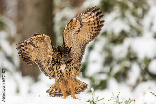 Eurasian eagle-owl (Bubo bubo) stretches wide wings in the forest in the snow
