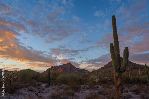 Desert landscape with Saguaro cactus and rugged mountains
