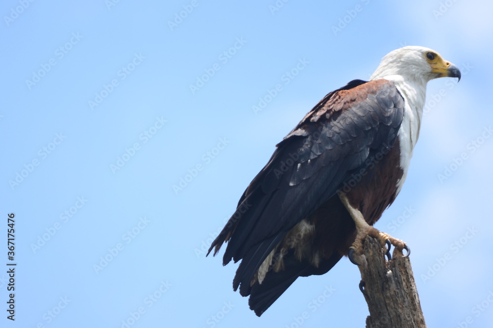 Bald Eagle with a clear sky background Bald Eagle with a clear sky background