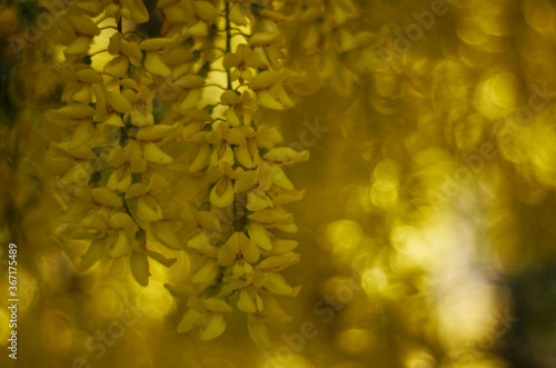 Принти на полотні laburnum