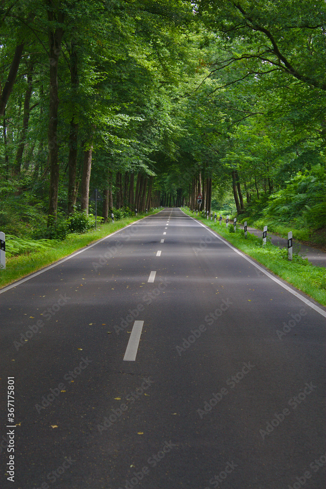 Fototapeta premium Straße verläuft gerade durch einen Wald