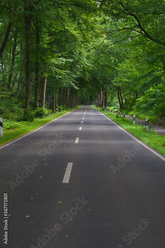 Straße verläuft gerade durch einen Wald