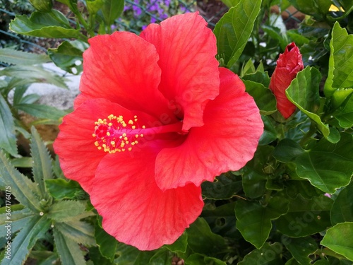 Background with red hibiscus flower