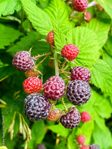 Raspberry and Blackberry Hybrid. juicy ripening berries of loganberry. Tayberry. photo