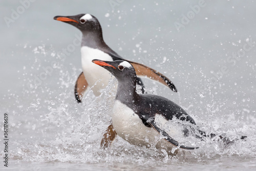 A pair of Gentoo Penguin running out of the shore