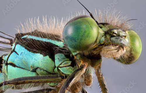 Focus stacking d'insecte - Agrion élégant - Ischnura elegans