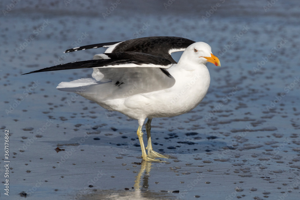 Kelp Gull