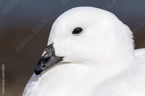 Kelp Goose male - portrait © David