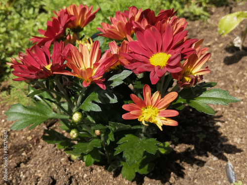 red dahlia flower