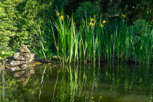 Beautiful view of the sunny garden pond with green high irises reflected in water. Large stones with small waterfall. There is a place for text. Selective focus. © MarinoDenisenko