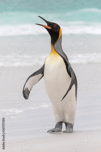King Penguin calling