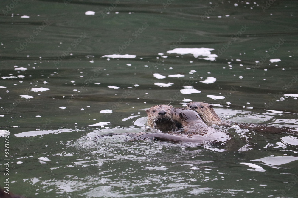 River Otter Family Playing in Ocean River Otter Family Playing in Ocean