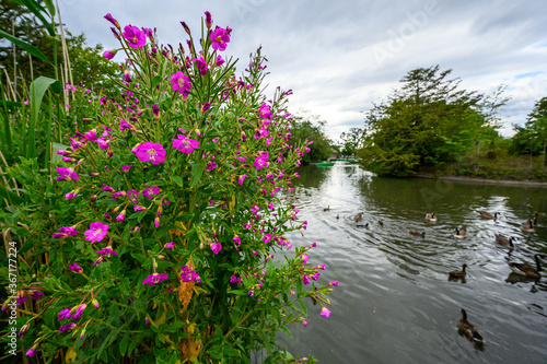 Bright pink flowers in Dulwich Park with lake and birds.  This public park is for locals in Dulwich Village. Dulwich is in south London.  photo