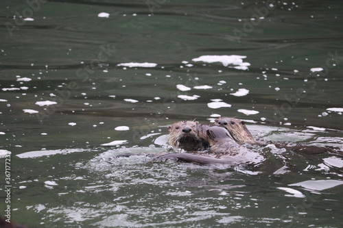 River Otter Family Playing in Ocean