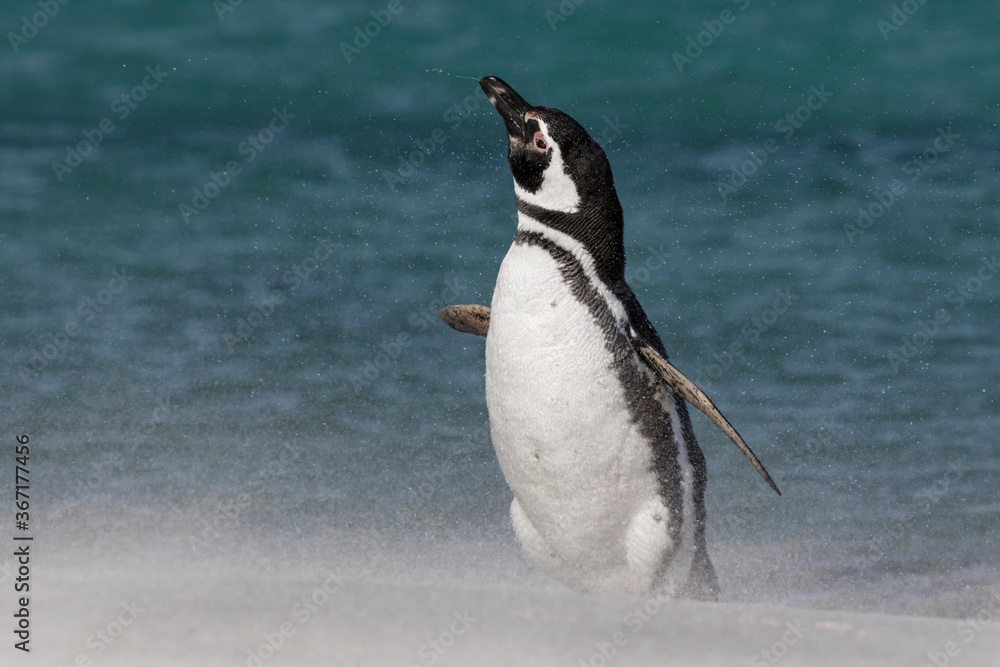 Obraz premium Magellanic Penguin shake down