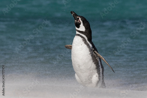 Magellanic Penguin shake down