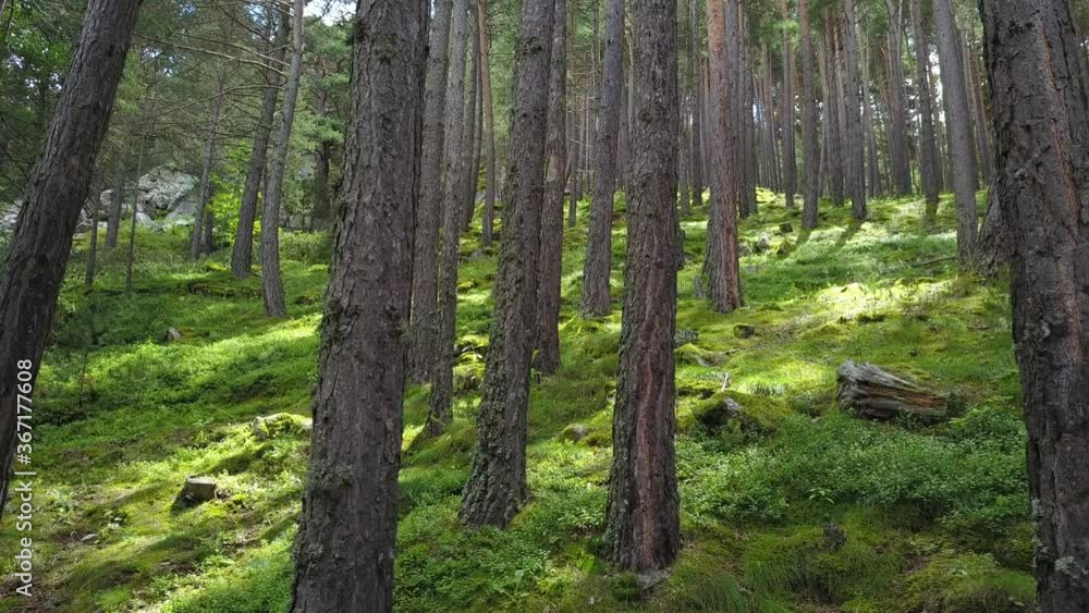 Bosque en primavera por luz suave 4k Bosque en primavera por luz suave 4k