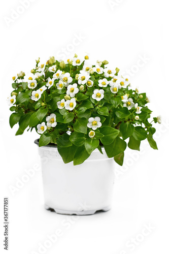 White 'Exacum Affine' Persian violet plant with small flowers in full bloom in pot isolated on white background photo